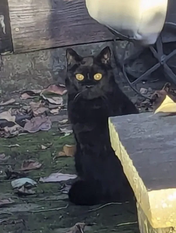 Close-up of a black cat with yellow eyes sitting among fallen leaves, staring at the camera